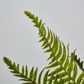 Blechnum Fern Bush