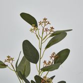 Eucalyptus Spray with Seed