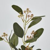 Eucalyptus Spray with Seed