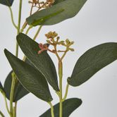 Eucalyptus Spray with Seed