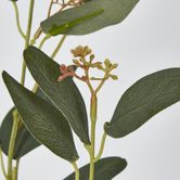 Eucalyptus Spray with Seed