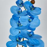 Blue Phalaenopsis Orchid 7 Flowers one Bud