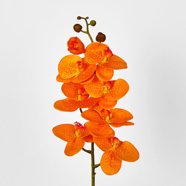 Orange Phalaenopsis Orchid 7 Flowers one Bud