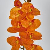 Orange Phalaenopsis Orchid 7 Flowers one Bud