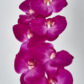 Hot Pink Phalaenopsis Orchid 7 Flowers one Bud