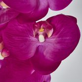 Hot Pink Phalaenopsis Orchid 7 Flowers one Bud