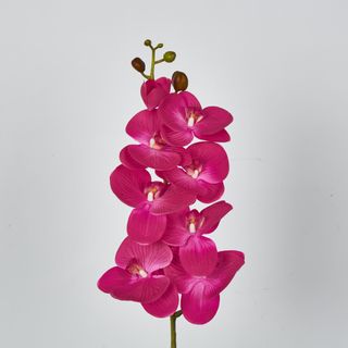 Purple Phalaenopsis Orchid 7 Flowers one Bud