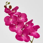 Purple Phalaenopsis Orchid 7 Flowers one Bud