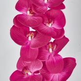 Purple Phalaenopsis Orchid 7 Flowers one Bud