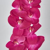 Purple Phalaenopsis Orchid 7 Flowers one Bud