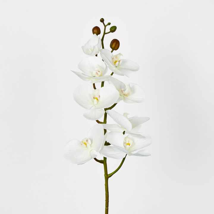 White Phalaenopsis Orchid 7 Flowers one Bud