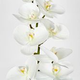 White Phalaenopsis Orchid 7 Flowers one Bud