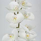 White Phalaenopsis Orchid 7 Flowers one Bud