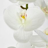 White Phalaenopsis Orchid 7 Flowers one Bud