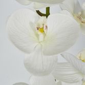 White Phalaenopsis Orchid 7 Flowers one Bud