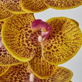 Yellow Phalaenopsis Orchid 7 Flowers one Bud