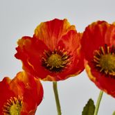 Orange Poppy Spray 3 Flowers 1 bud