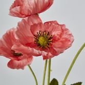 Peach Poppy Spray 3 Flowers 1 bud