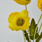 Yellow Poppy Spray 3 Flowers 1 bud