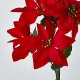 Poinsettia Bush