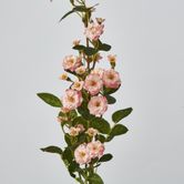 Pink Burma Rose Spray