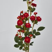 Red Burma Rose Spray