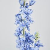 Slate Blue Delphinium