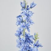 Slate Blue Delphinium