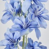 Slate Blue Delphinium