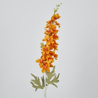 Orange Delphinium