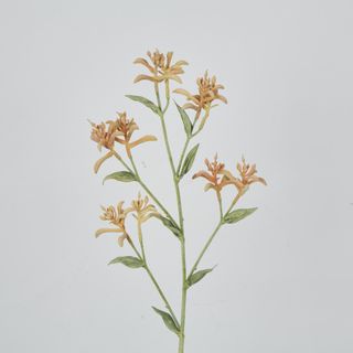 Light Orange Peach Kangaroo Paw Spray