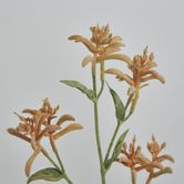 Light Orange Peach Kangaroo Paw Spray