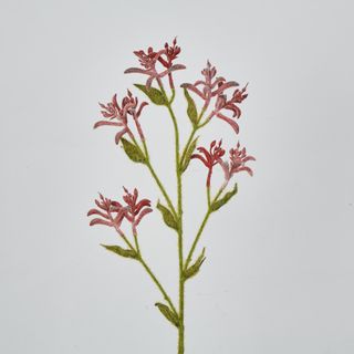 Red Peach Kangaroo Paw Spray