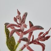 Red Peach Kangaroo Paw Spray