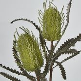 Green Banksia Spray x 2