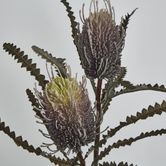 Dark Purple Banksia Spray