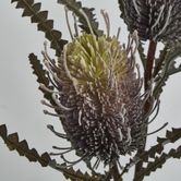 Dark Purple Banksia Spray