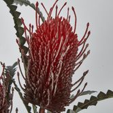 Red Banksia Spray