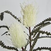 White Cream banksia Spray