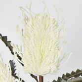 White Cream banksia Spray