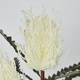 White Cream banksia Spray