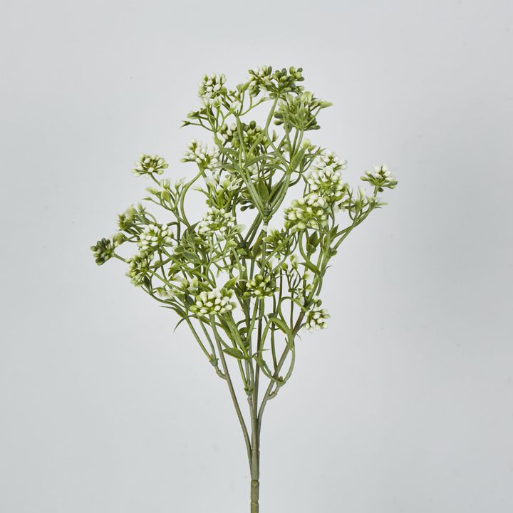 Badassi Bush with White Flowers