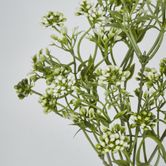 Badassi Bush with White Flowers