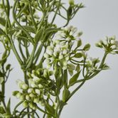 Badassi Bush with White Flowers