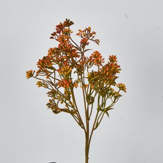 Badassi Bush with Orange Flowers