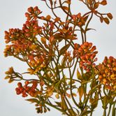 Badassi Bush with Orange Flowers