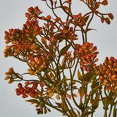 Badassi Bush with Orange Flowers