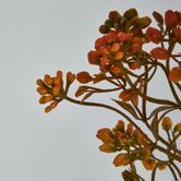 Badassi Bush with Orange Flowers