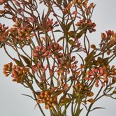 Badassi Bush with Peach Flowers