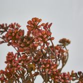 Badassi Bush with Peach Flowers